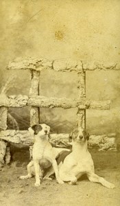 France Roubaix 2 Dogs Portrait Old CDV Photo Nys 1880