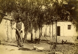 Algeria Farmer & his ducks Farming old Photo 1880