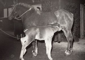 Horse & colt Agricultural Fair France old Photo 1955