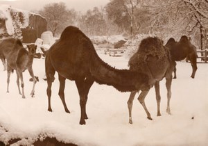 Winter snow Camels Zoological Park Paris old Photo 1952