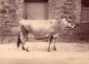 Cow Catle Study on Jersey Island farm old Photo 1880