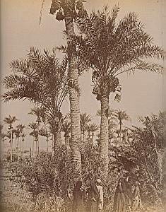 Date Harvest & Cairo Street Egypt Zangaki 2 Photos 1880