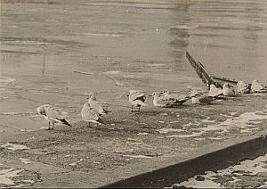 Gulls Winter Wild Life Paris Seine River Old Photo 1950