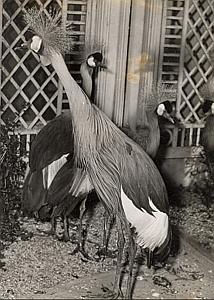 Grey Crowned Crane Bird Wild Life Zoo Old Photo 1950