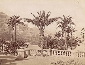 French Riviera Monte Carlo Gardens Palm Trees old Jean Gilletta Photo 1880'