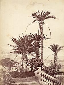 French Riviera Monte Carlo Gardens Palm Trees Cactus Jean Gilletta Photo 1880'