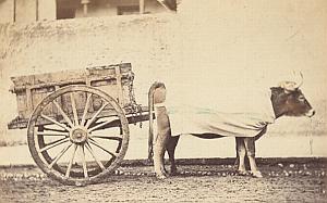 Buffalo Ox Carriage Cart Italy Old CDV Photo 1880