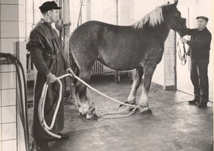 Germany Animal Health Clinic Horse Old Photo 1950
