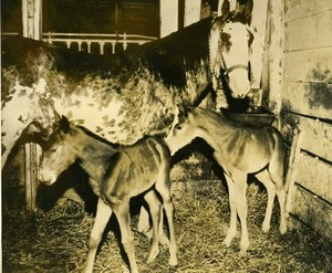 USA Pennsylvania Zelienople Rare Twin Foals Mare Poulains Old Press Photo 1948