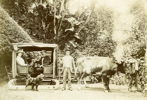 Portugal Azores Sao Miguel Oxen Bullock Cart Occupational Old Photo Raposo 1890