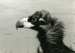 Spain Coto Doñana Cinereous Vulture Nature Amateur Wildlife Photography 1970's