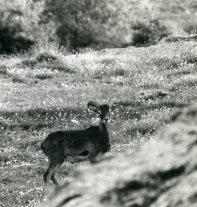 France Corsica Cazorla Mouflon Wild Sheep Amateur Wildlife Photography 1970's