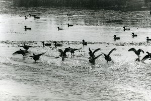 France Ducks on a Lake Birds Nature Amateur Wildlife Photography 1970's
