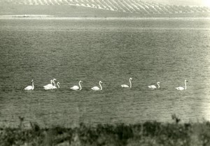 Spain Antequera Laguna Salada Flamingos Amateur Wildlife Photography 1970's