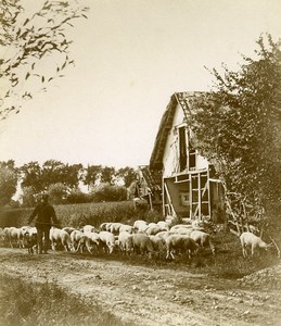 France Around Boulogne sur Mer Farm Life Shepherd Sheep Old Photo 1900