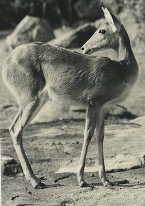 Africa Ivory Coast Antelope? Old Photo Defossez 1970's