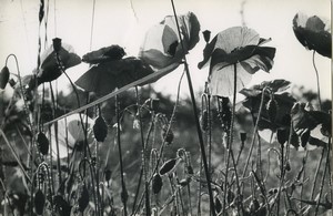 France Countryside Flower Artistic Study Old photo Huet 1970