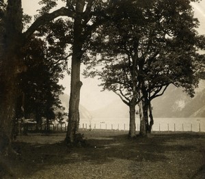 Somewhere in Austria? Trees by a Lake or river Old Photo 1900