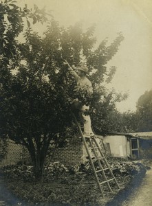 France Paris Suburb Fruit Picking Harvest Ladder Old Photo 1908