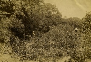 Samoa Island? Countryside Old Photo 1900