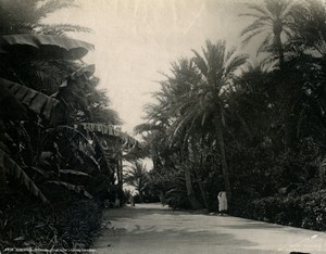 Algeria Biskra Château Landon Gardens Old Photo Leroux 1900