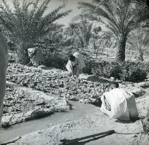 Algeria vegetable garden in a palm grove Old Photo 1950