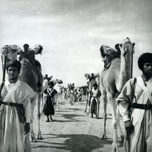 Algeria gathering of meharists Camels Old Photo 1950