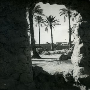 Algeria in an oasis palm trees Old Photo 1950