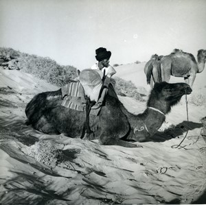 Algeria Meharis Camels Old Photo 1950