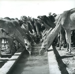 Algeria Camels drinking at the trough Old Photo 1950