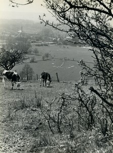 France Countryside Scene Cows in field Old Photo 1950