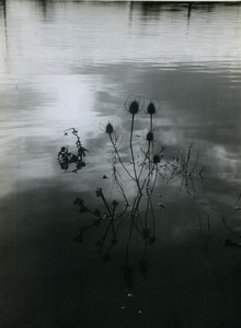 France thistle in water Floods? Old Photo 1950