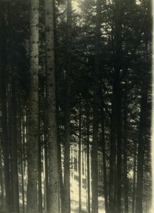 Italy Alps Dolomites? Mountain Forest scene Old Photo 1950 #7