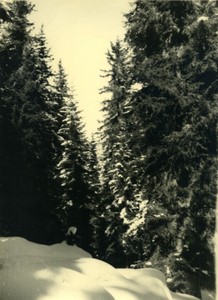 Italy Alps Dolomites? Mountain Forest scene Old Photo 1950 #8