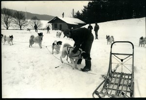 Germany dog team Winter scene Snow old Photo 1985