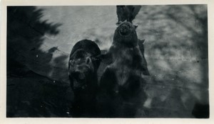 France Paris Zoo Brown Bears pit Old amateur Photo 1930 #1