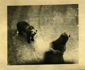 France Paris Zoo Bears pit Old amateur Photo 1930 #3