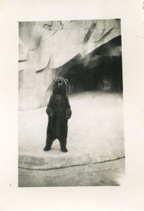 France Paris Zoo Brown Bear pit Old amateur Photo 1930 #3
