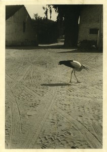 France Stork walking through a village street Old amateur Photo 1950