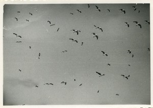 France Caen Gull seagull flying Old amateur Photo 1933