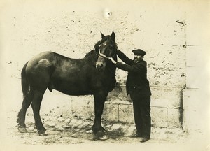 France Reims Slaughterhouse Veterinary Medicine Horse Old Photo 1910