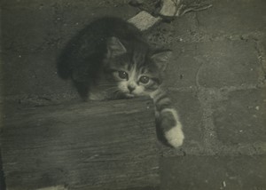 France cat kitten posing by brick wall Old Photo 1970?