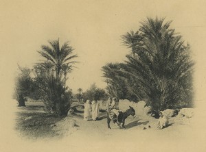 Algeria Biskra? Palm Trees Children riding a Mule Old Photogravure Geiser 1890