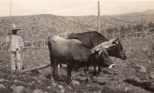 USA? Agriculture Farming Peasant & Ox Ploughing Field Old RPPC Photo 1920