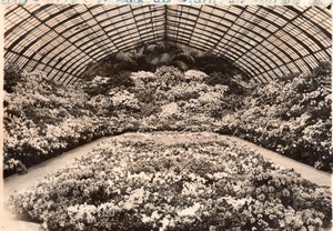 Paris Greenhouses Azalea Flowers Exhibition old Rol Photo 1936