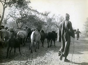 Africa Benin Cow Herd Countryside Old Photo René Corpel 1960