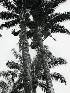 Africa Ivory Coast Picking Palm Tree Seeds Old Photo 1960