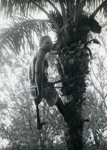 Africa Benin Savalou Save Palm Oil Tree Agriculture Old Photo 1960