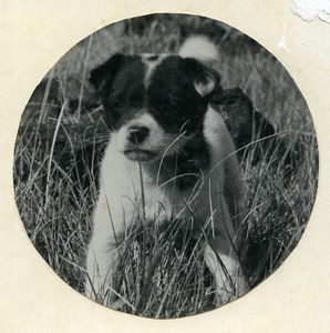Easter Island Rapa Nui Orongo Puppy Old Francis Maziere Photo 1965