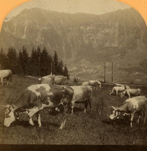 Switzerland Alps Grütschalp View of Wengen Cows old Gabler Stereo Photo 1885